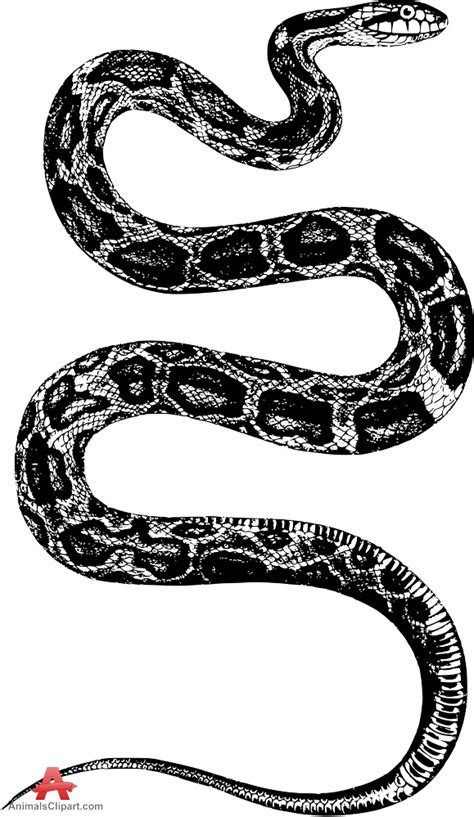 black and white snake drawing|black and white snake clip art.